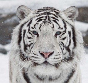 whitetiger